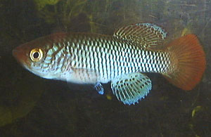 Nothobranchius ugandensis Soroti UGR 99/9