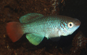 Nothobranchius ugandensis