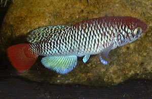 Nothobranchius ugandensis Namasagali UG 99-3