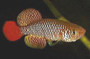 Nothobranchius vosseleri Mombo TAN 95-19