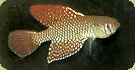 Simpsonichthys reticulatus