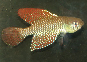 Simpsonichthys reticulatus