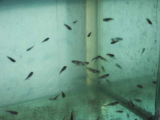 Nothobranchius fry do best raised in a bare tank, with dim light, no decoration and constant access to food